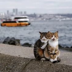 本日は定休日