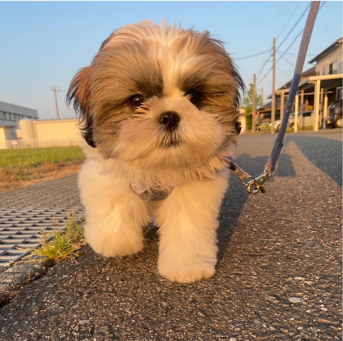 かわいい