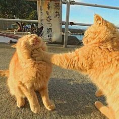 明日のお知らせ