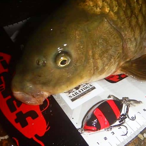 さらとが通信(みんなのさらとが)7月3日更新