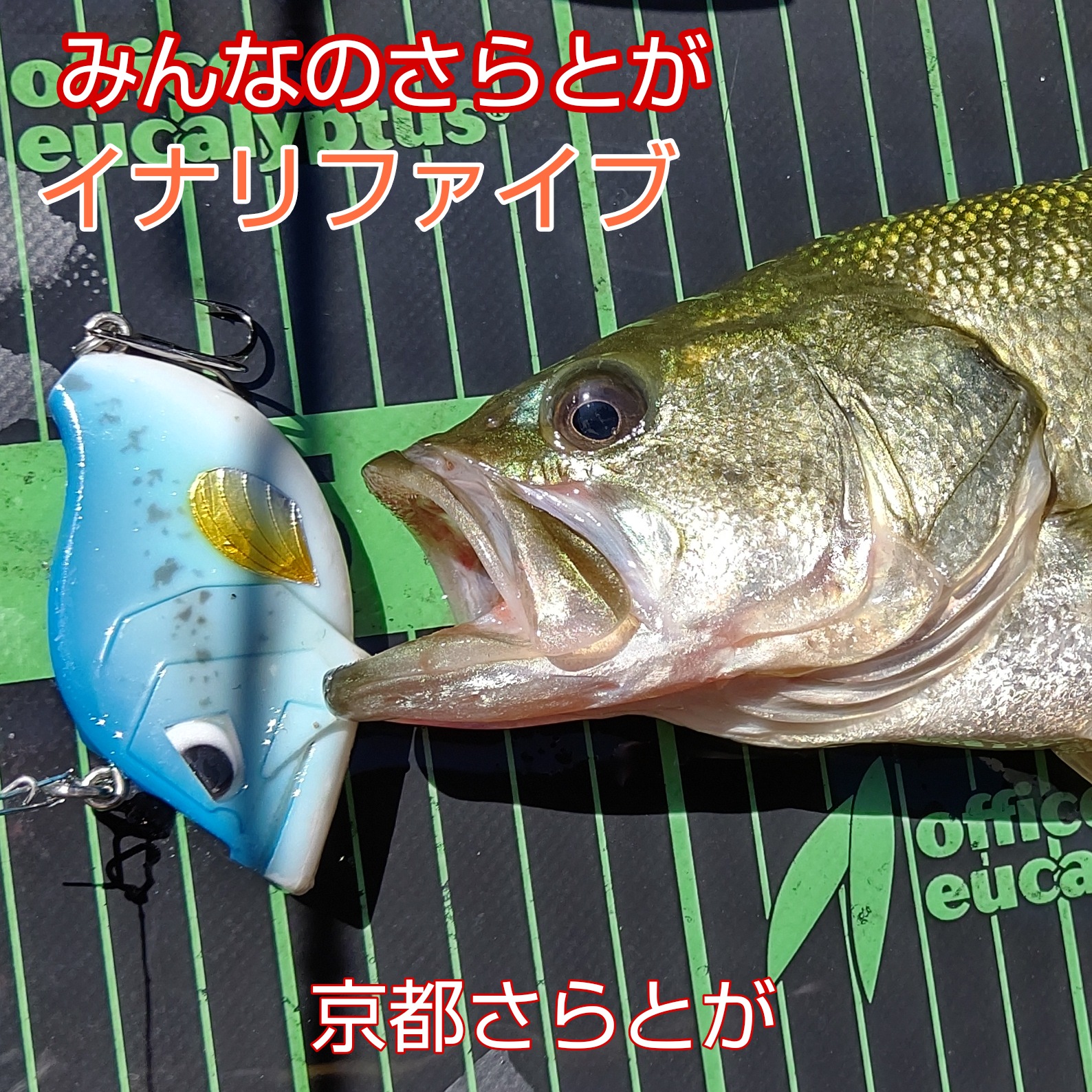 みんなのさらとが9月21日更新