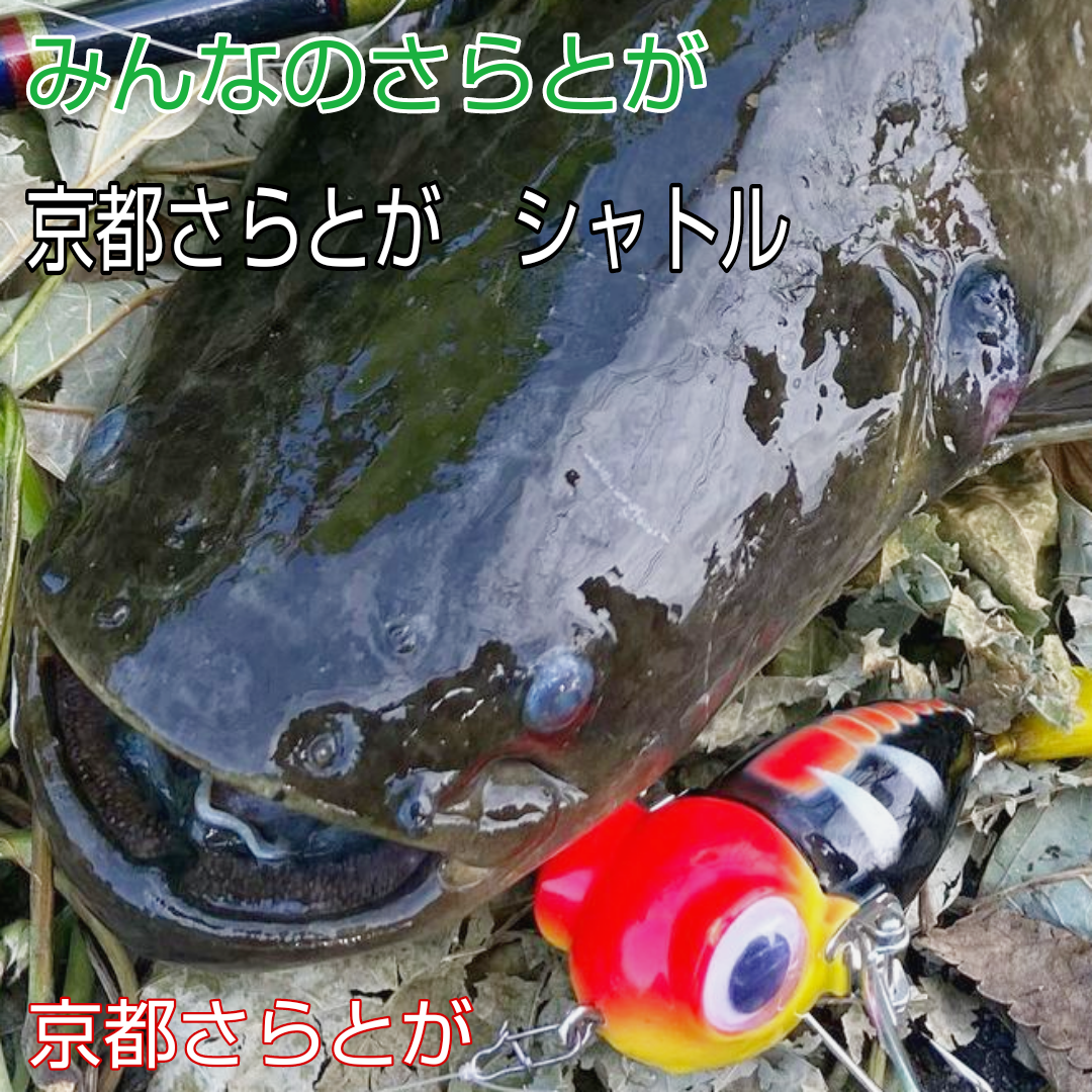 みんなのさらとが7月5日更新