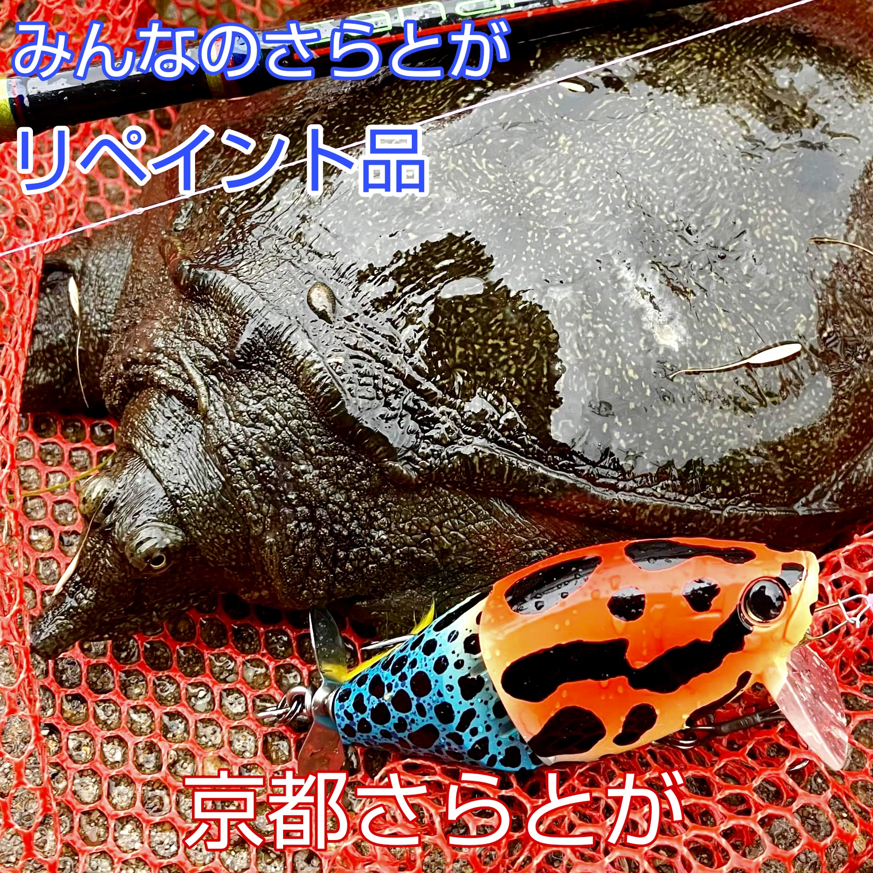 みんなのさらとが6月22日更新