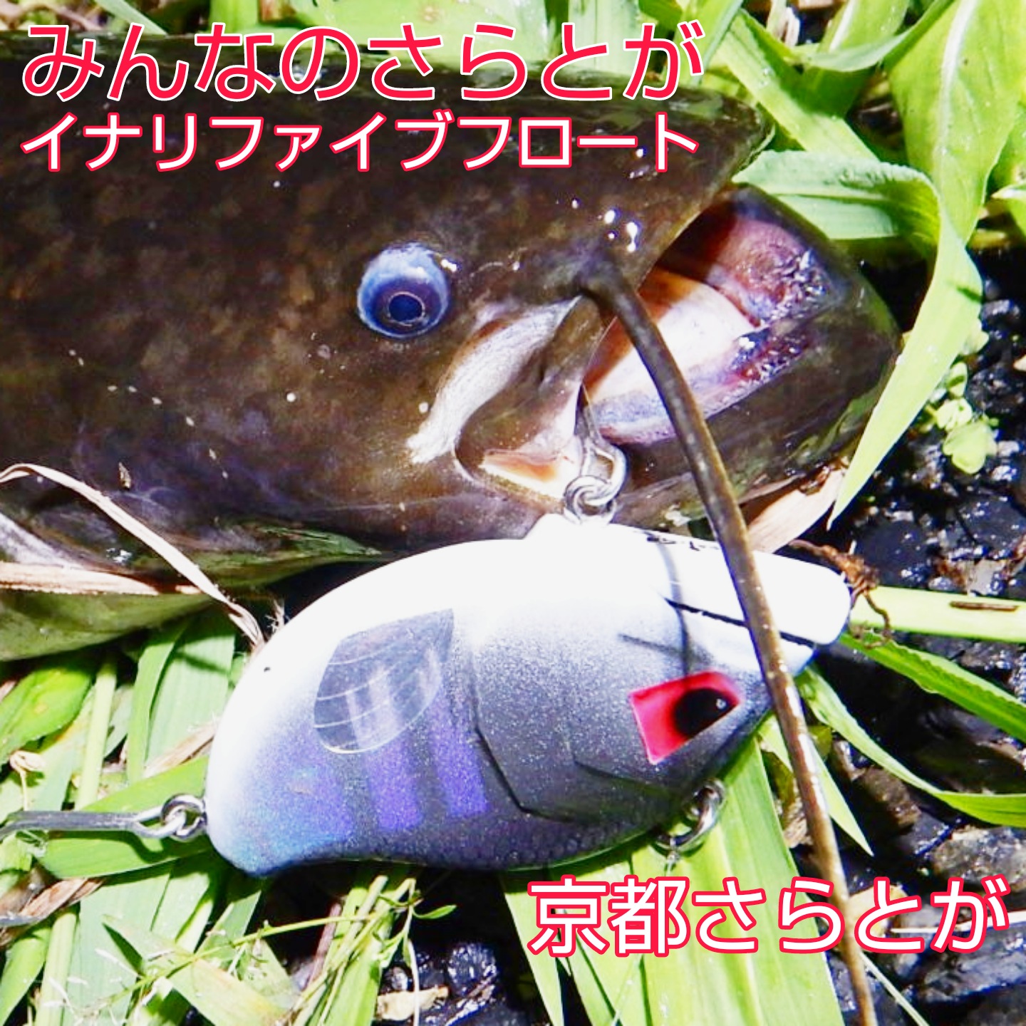 さらとが通信(みんなのさらとが)8月25日更新