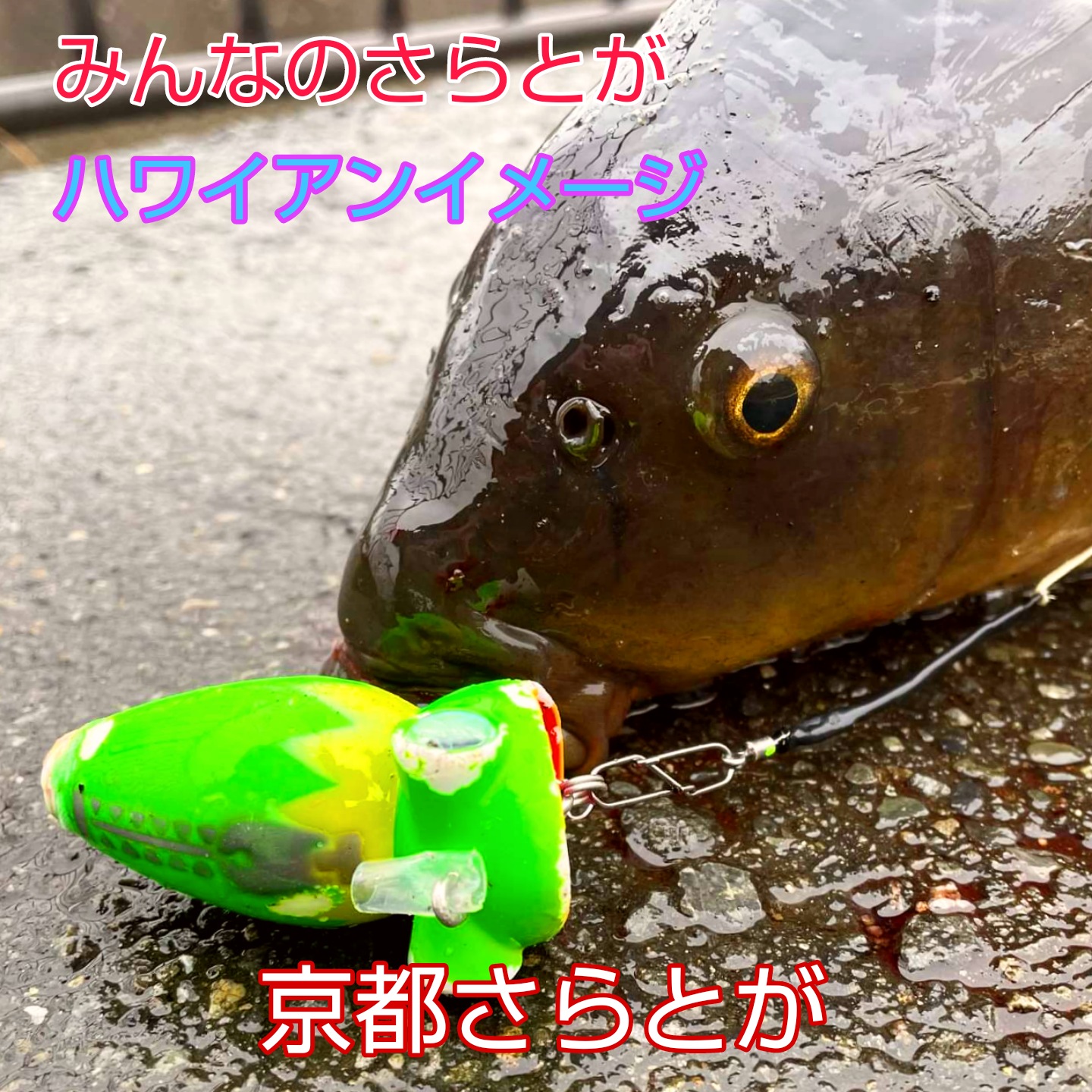 みんなのさらとが3月25日更新