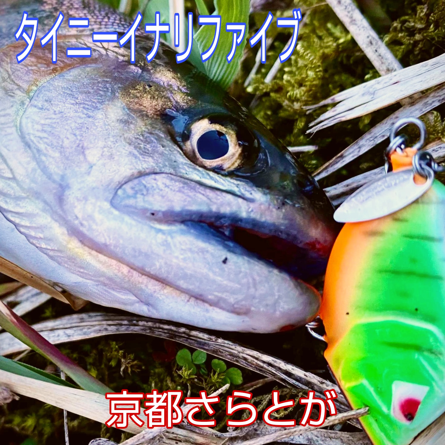 さらとが通信4月13日更新