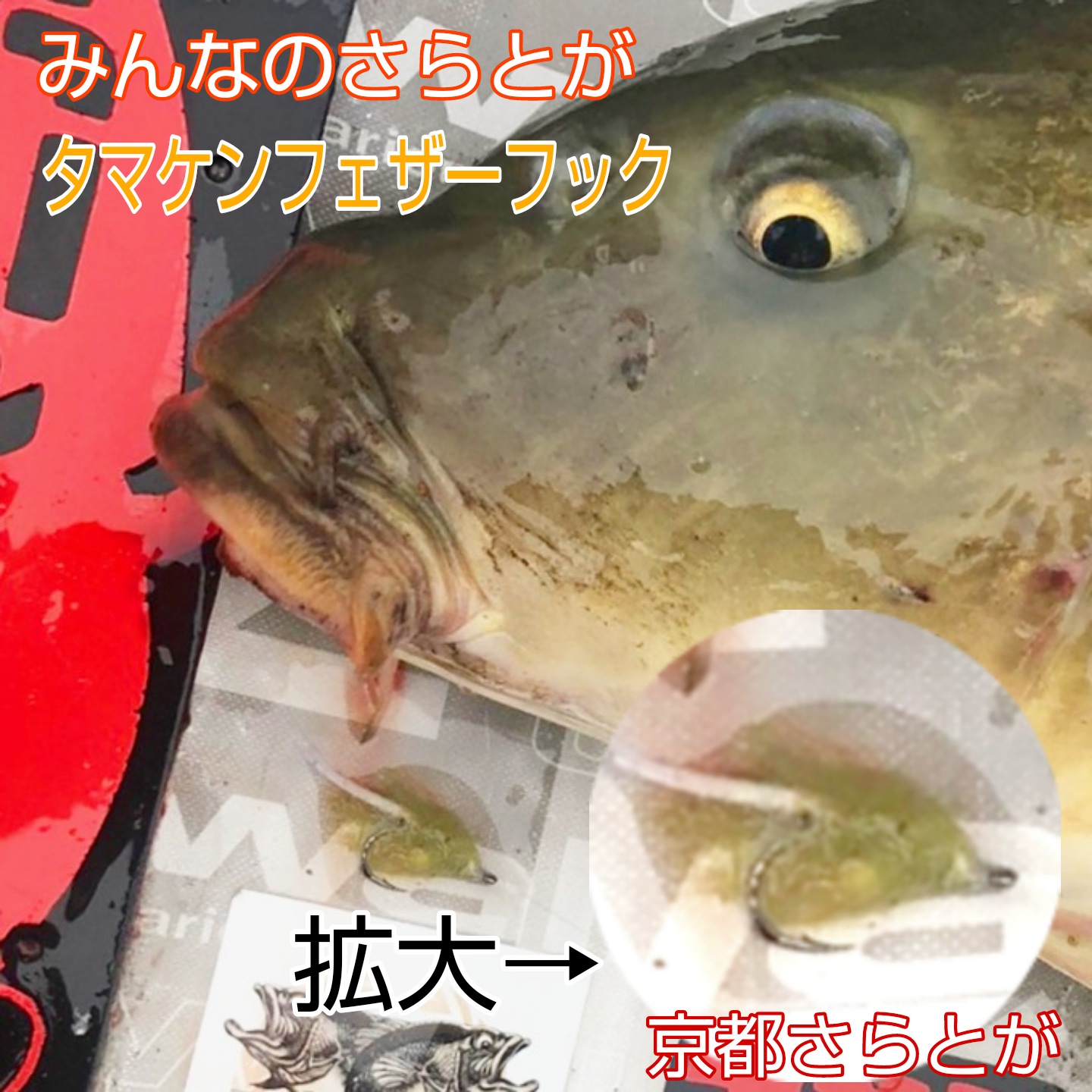 みんなのさらとが11月21日更新