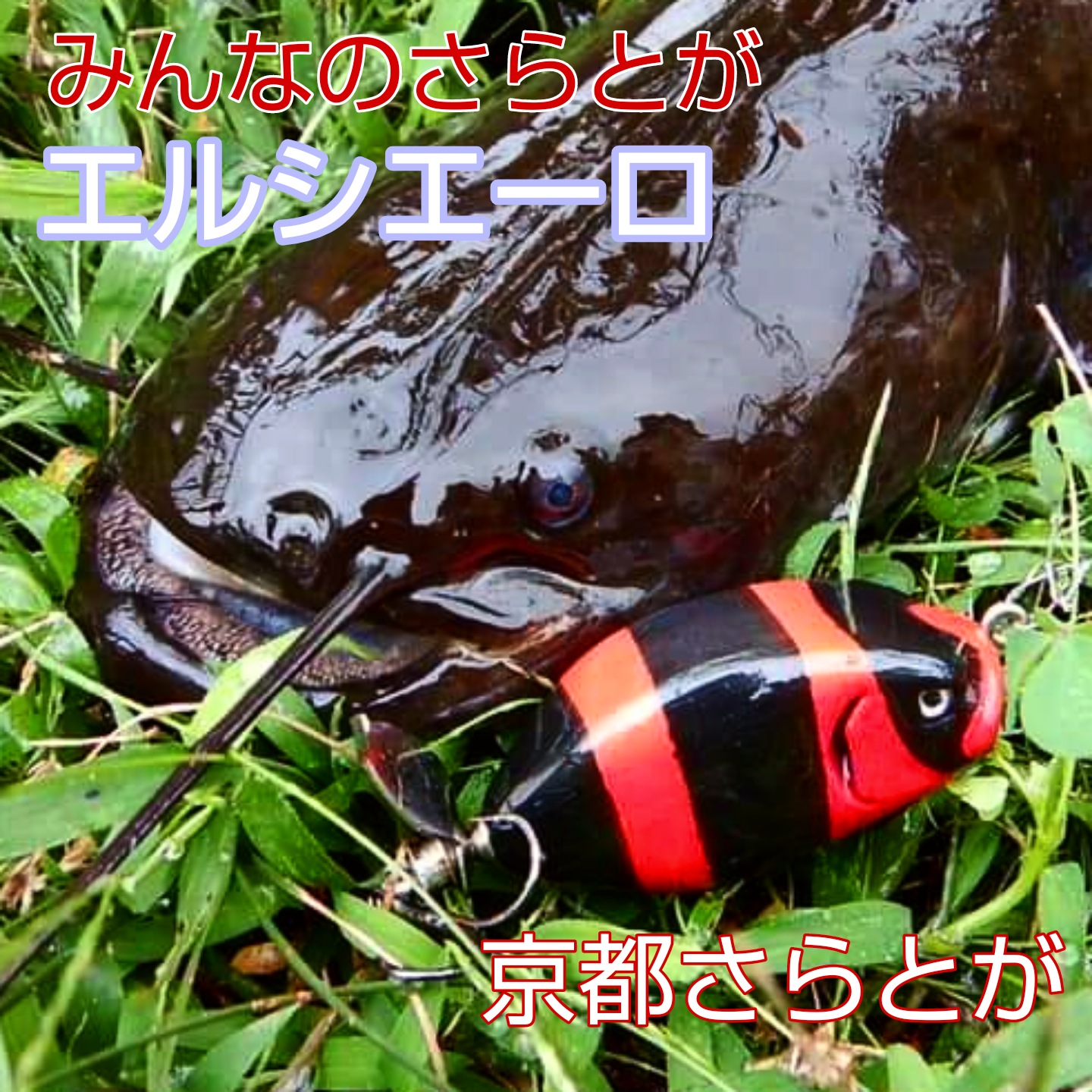 さらとが通信(みんなのさらとが)8月29日更新