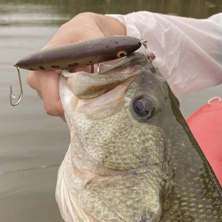 さらとが通信　6月20日更新(みんなのさらとが)