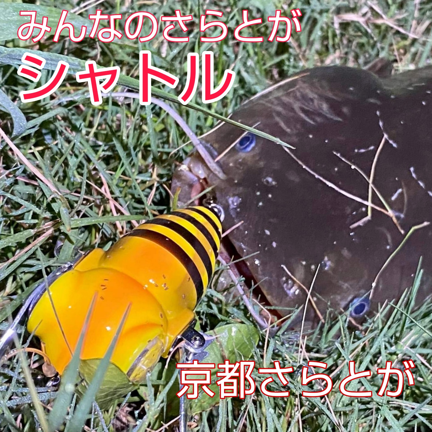 みんなのさらとが9月14日更新