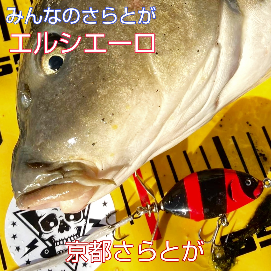 みんなのさらとが6月8日更新