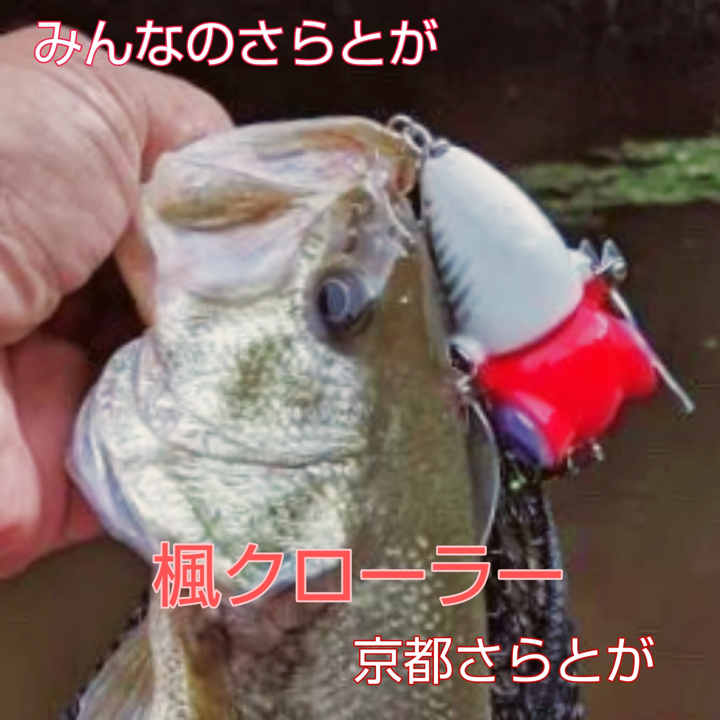 みんなのさらとが9月20日更新