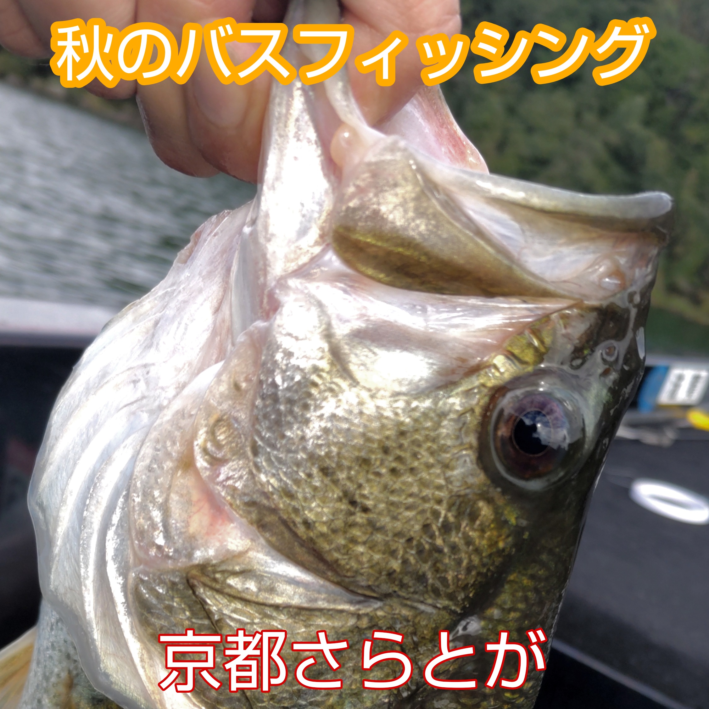 さらとが通信10月14日更新