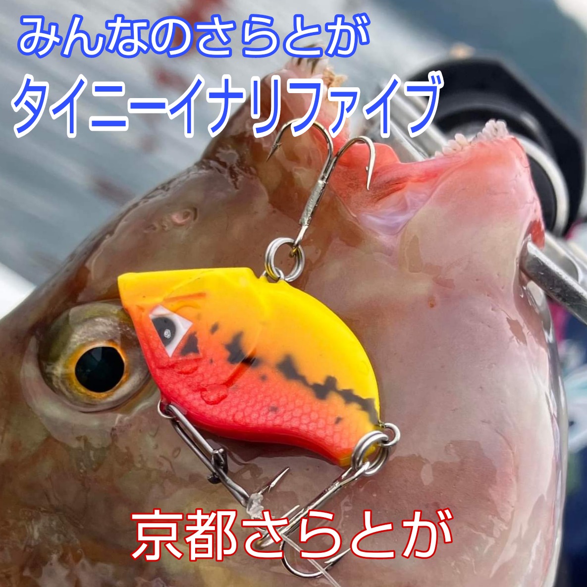 みんなのさらとが8月20日更新