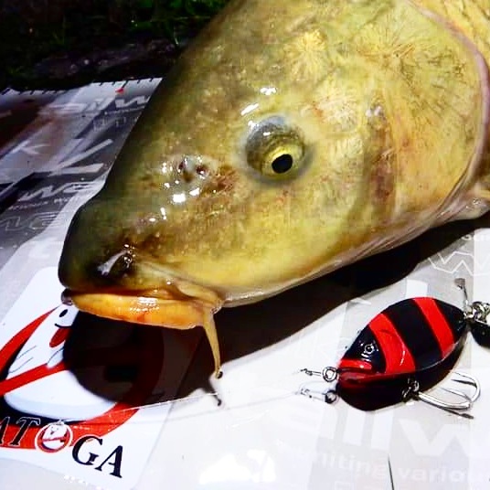 さらとが通信(みんなのさらとが)7月17日更新