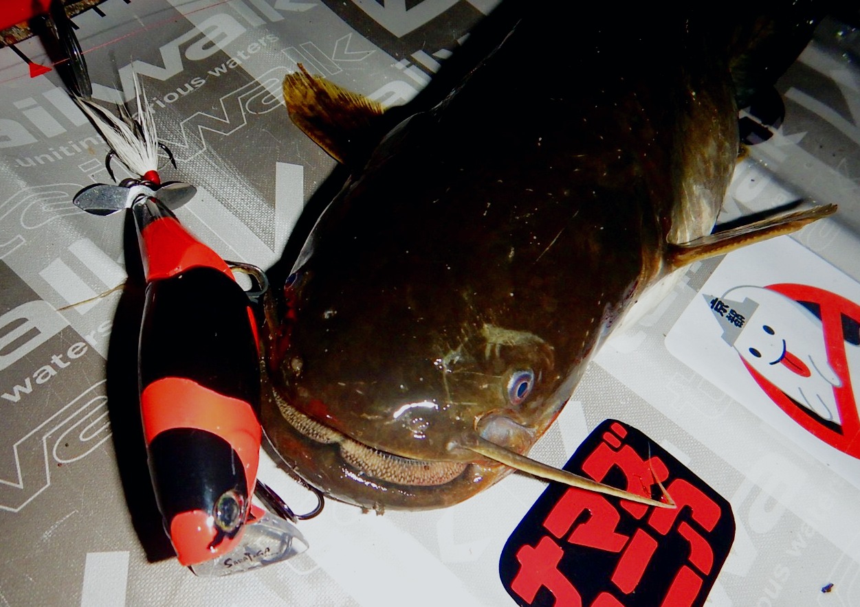 さらとが通信6月4日更新