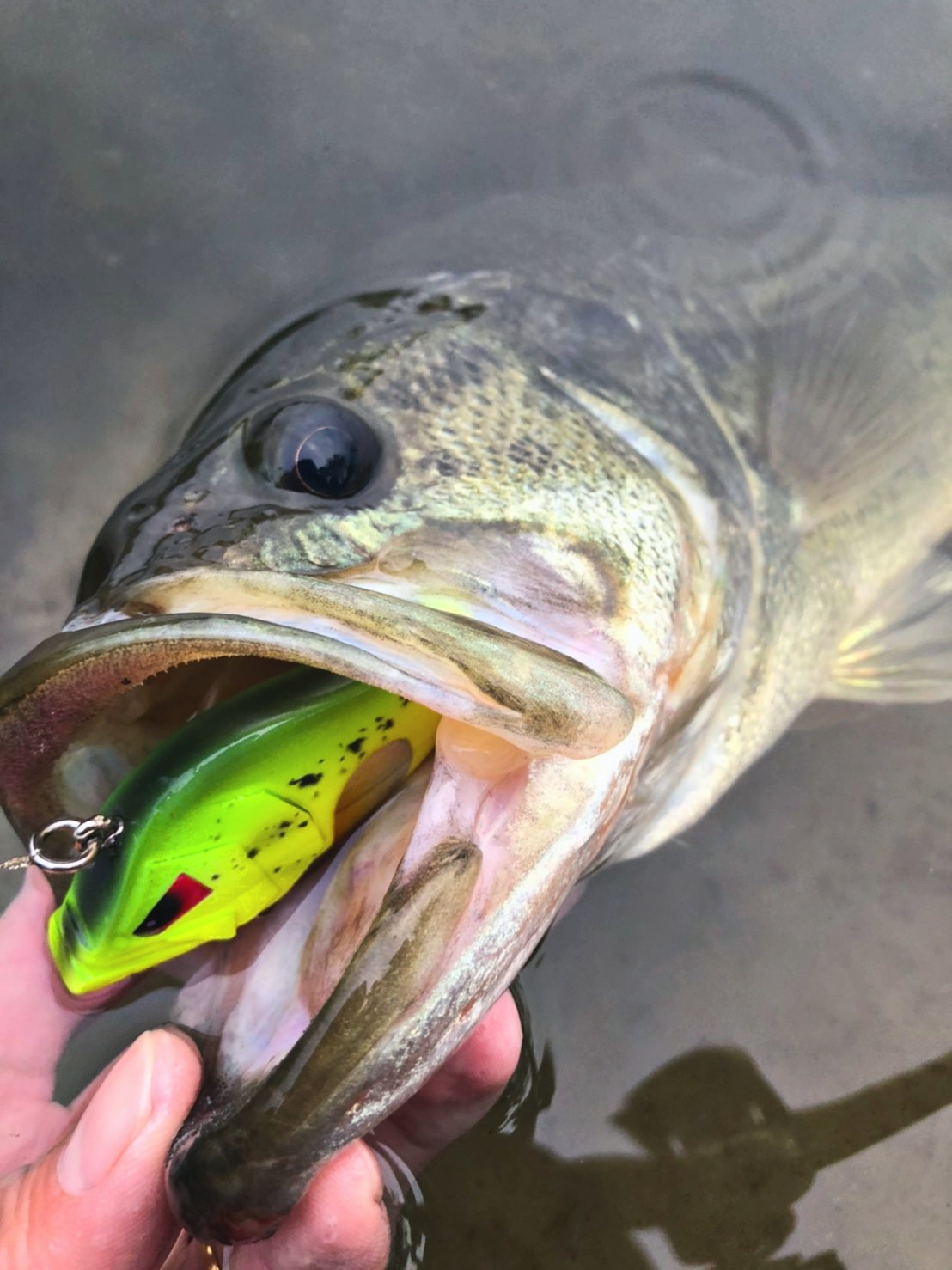 さらとが通信(みんなのさらとが)6月29日更新