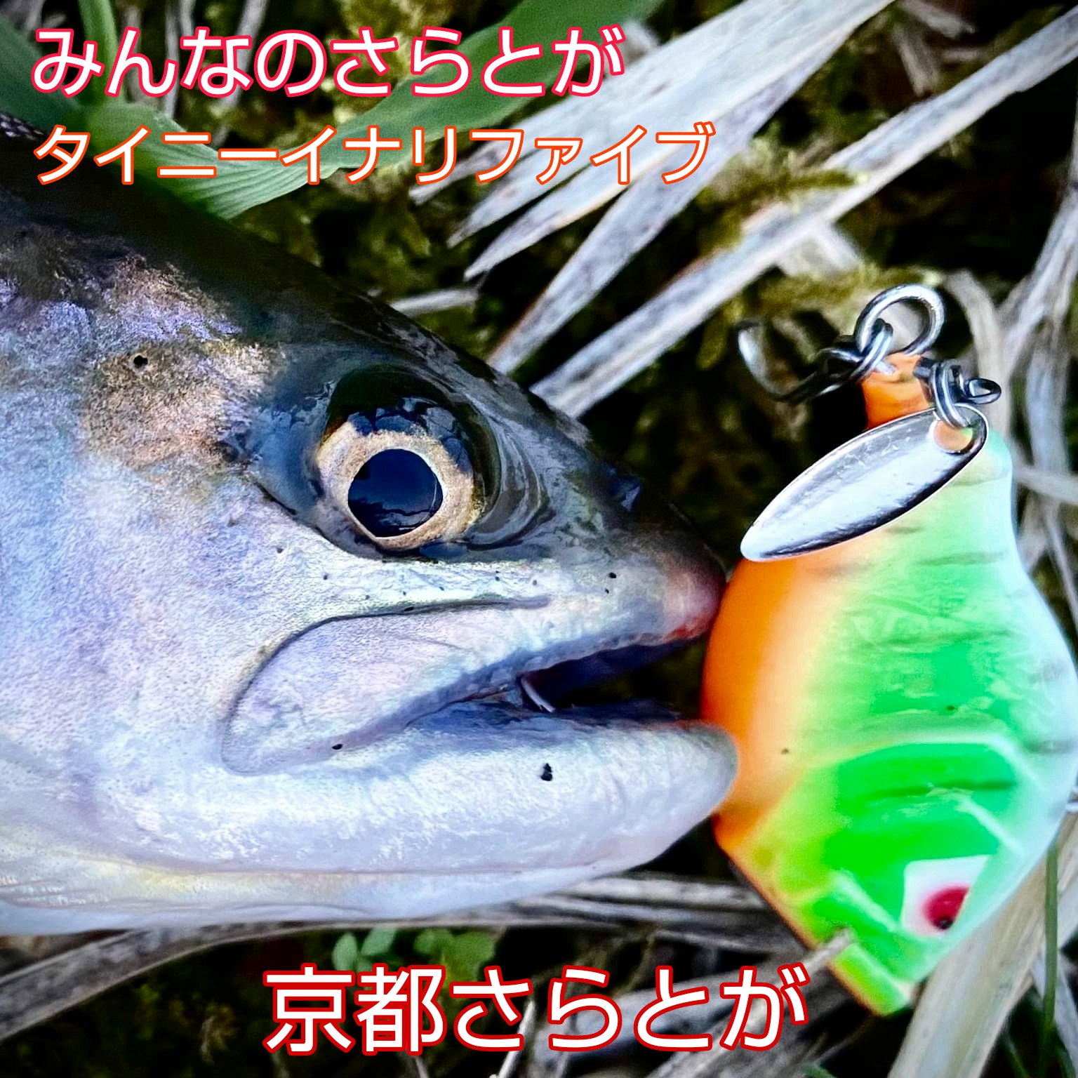 みんなのさらとが3月20日更新