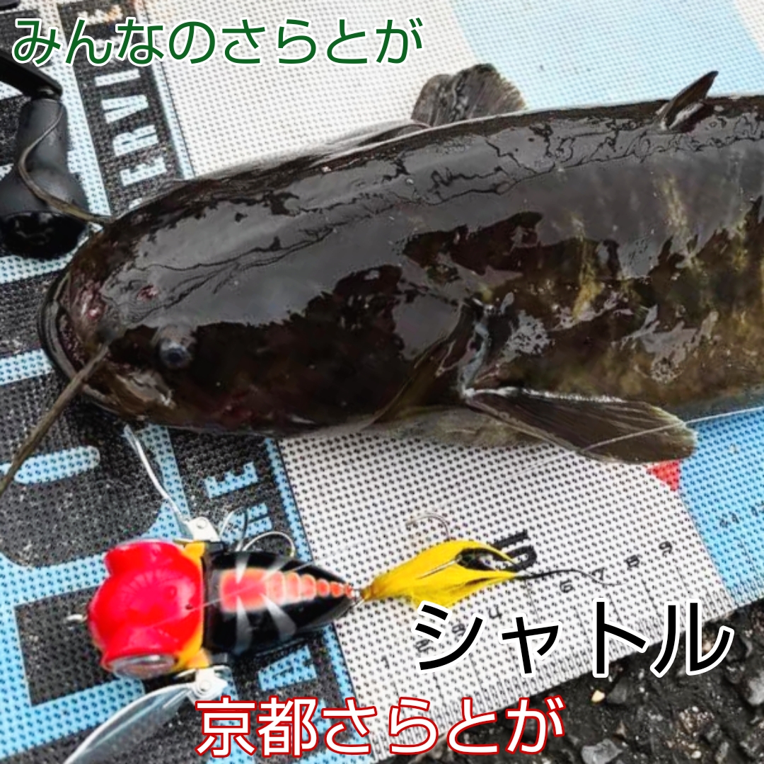 さらとが通信 10月18日更新