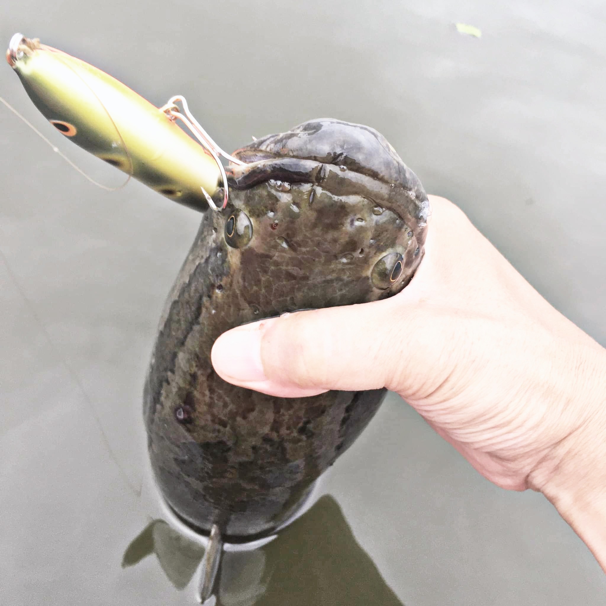 さらとが通信6月13日更新