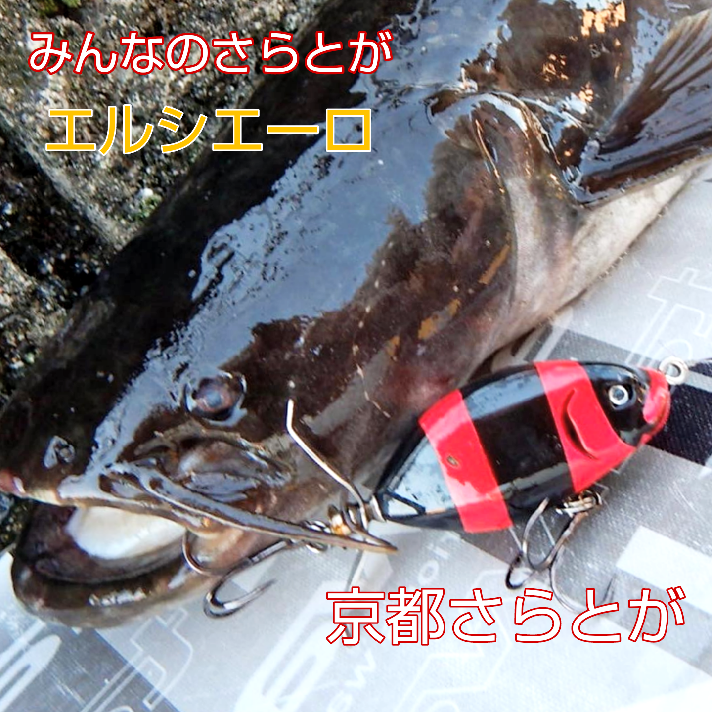 みんなのさらとが9月10日更新