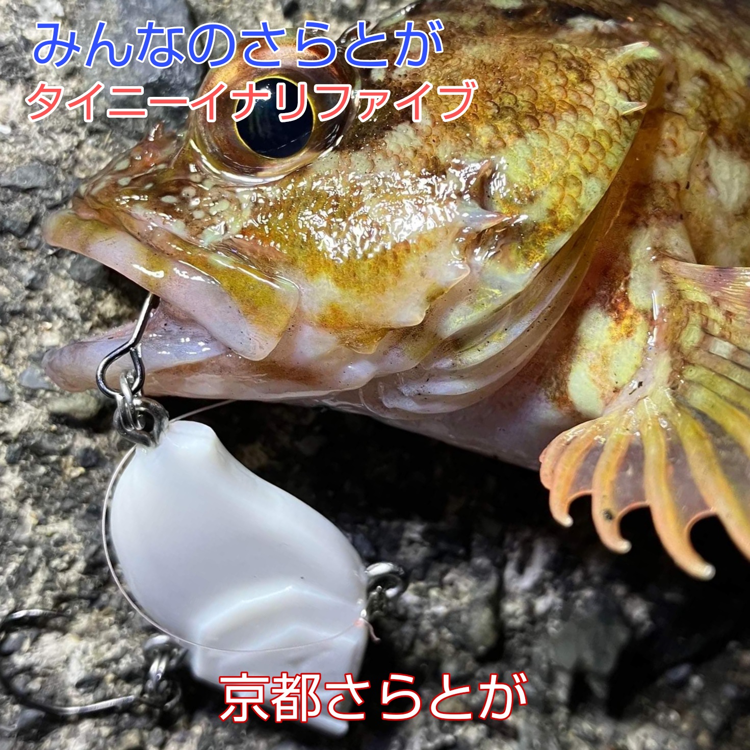 みんなのさらとが5月3日更新