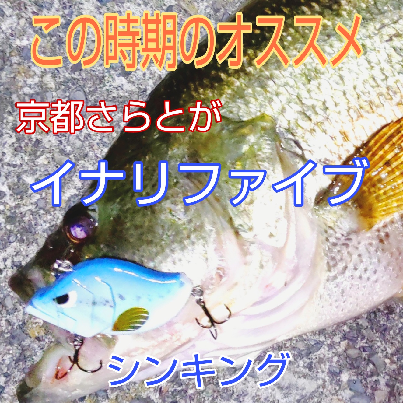 さらとが通信2月1日更新2