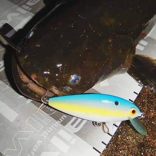 さらとが通信(みんなのさらとが)7月4日更新