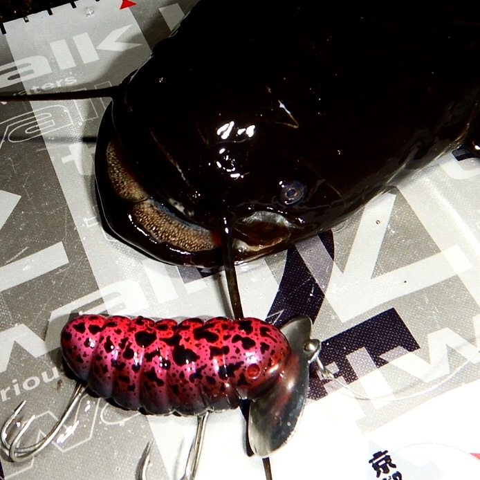 さらとが通信(みんなのさらとが)7月2日更新