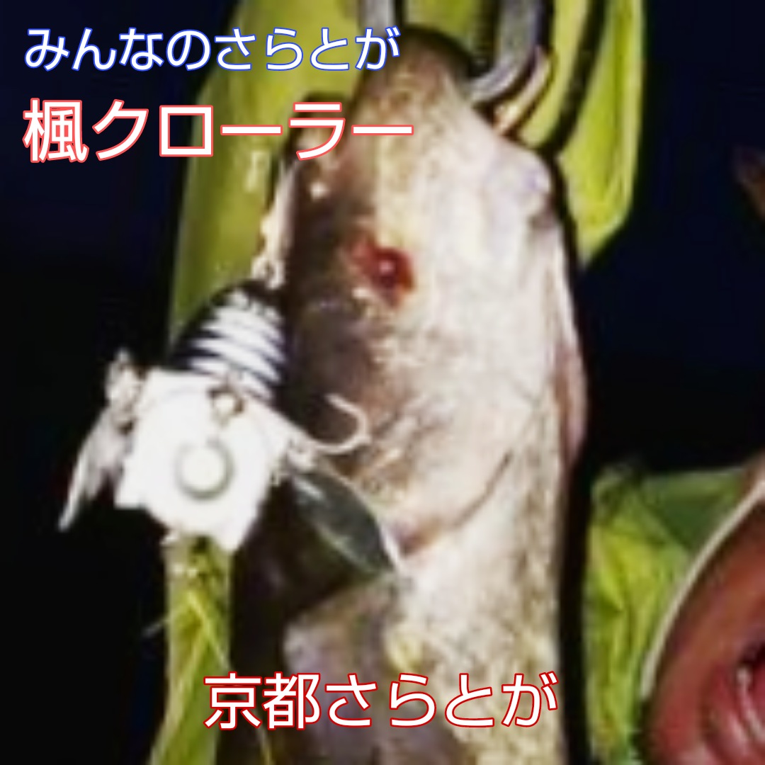 みんなのさらとが6月13日更新