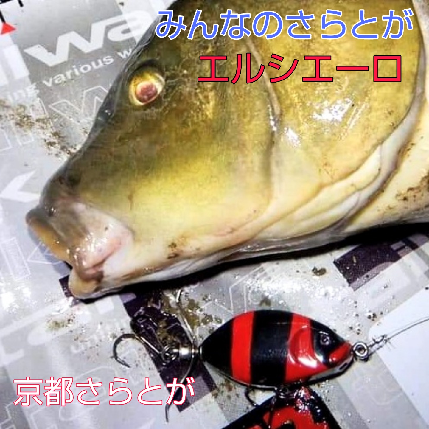 さらとが通信(みんなのさらとが)8月5日更新