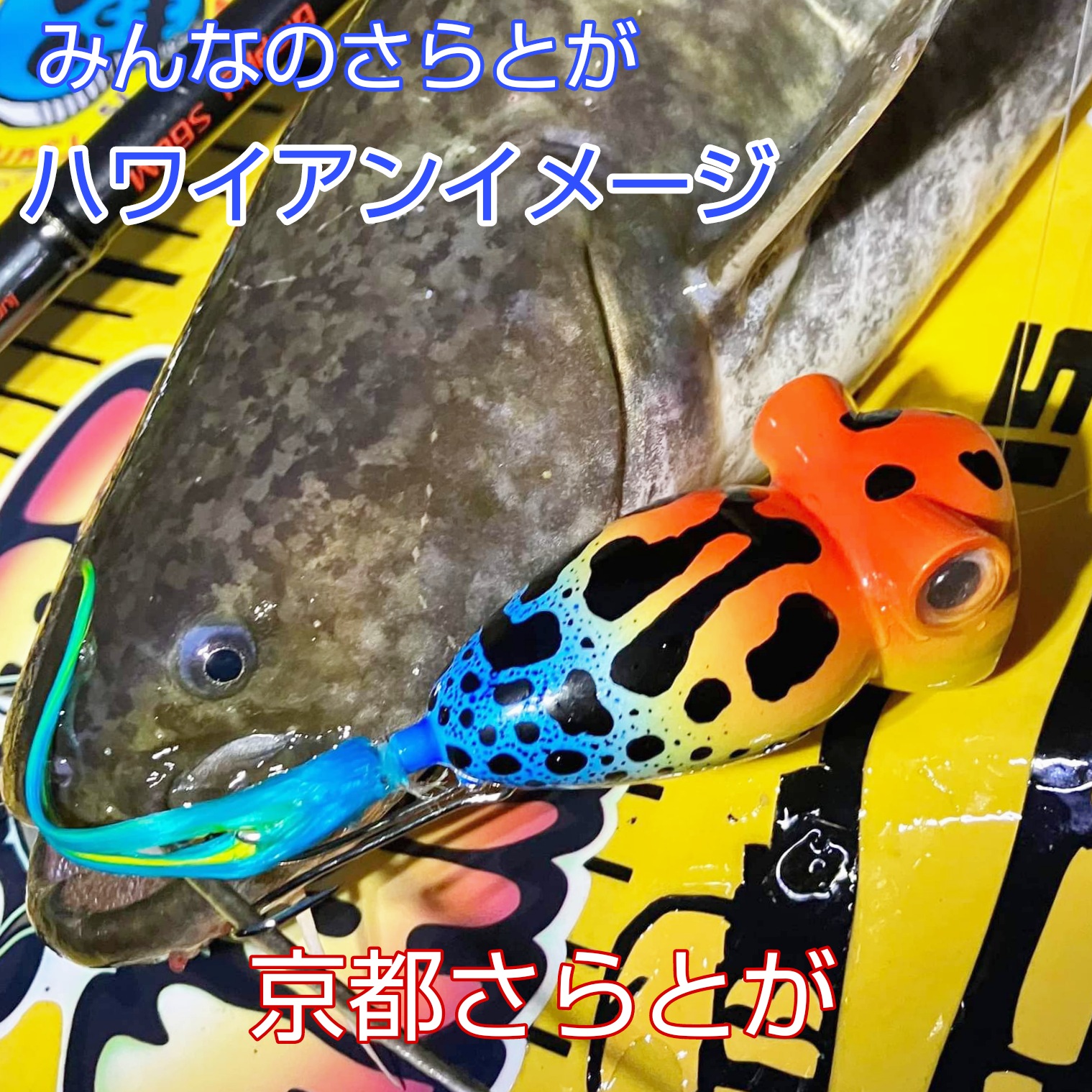 みんなのさらとが6月14日更新