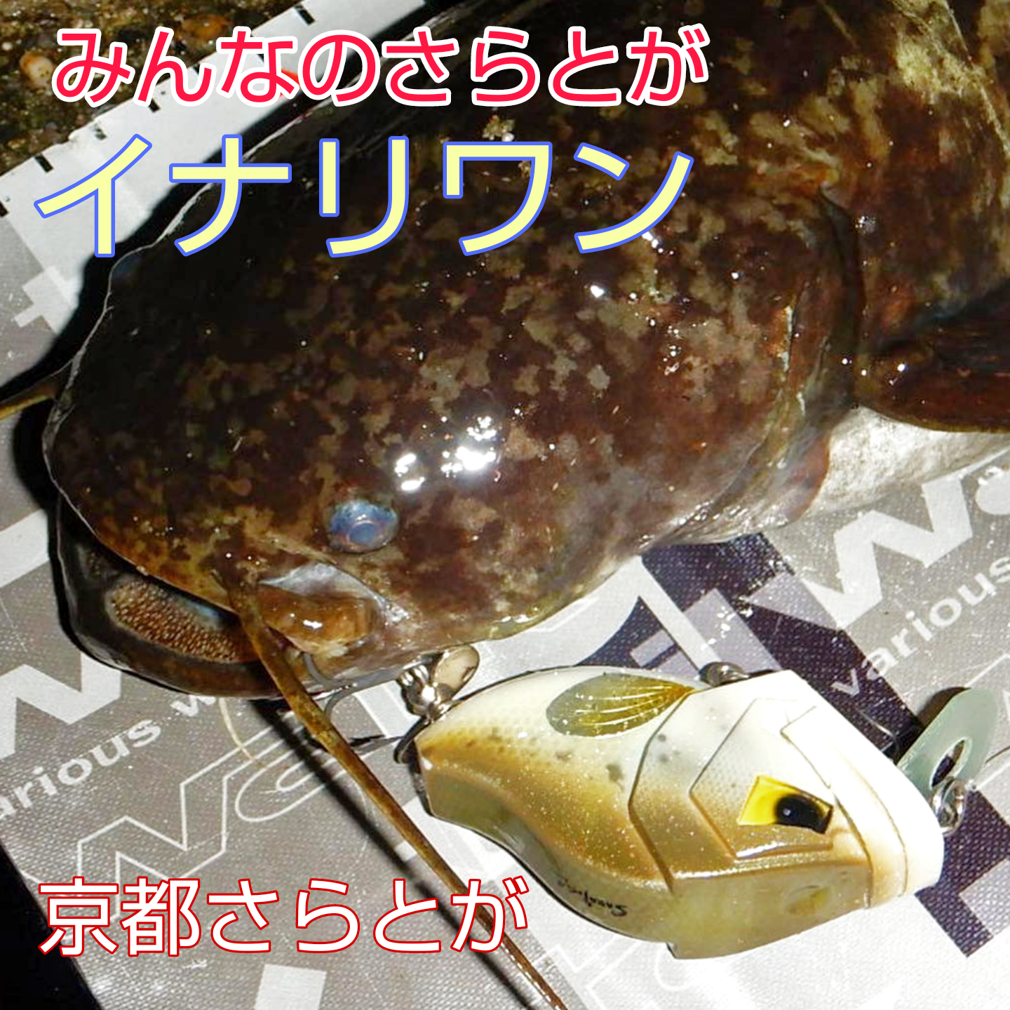 みんなのさらとが9月18日更新