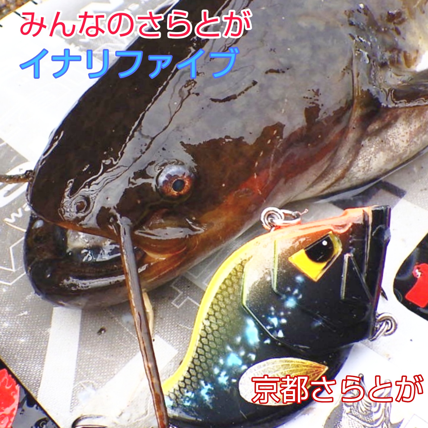 みんなのさらとが11月12日更新