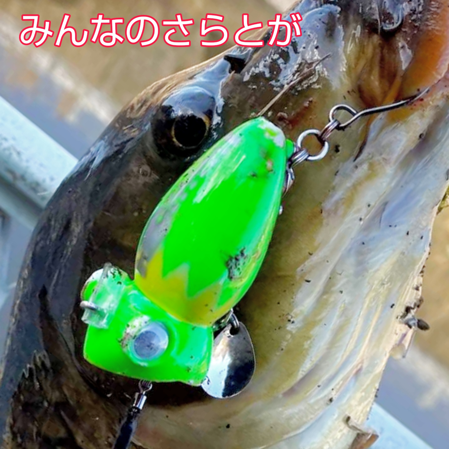 みんなのさらとが2月10日更新