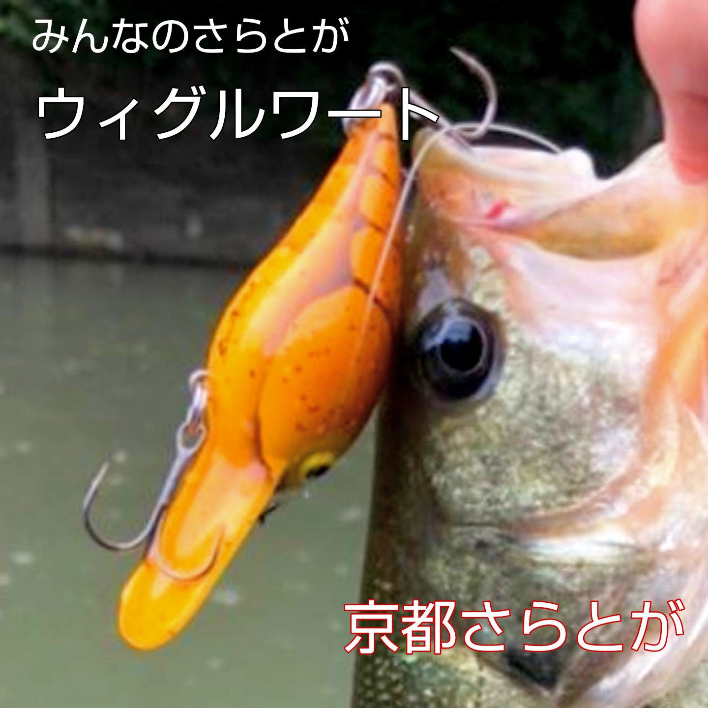 さらとが通信(みんなのさらとが)8月1日更新