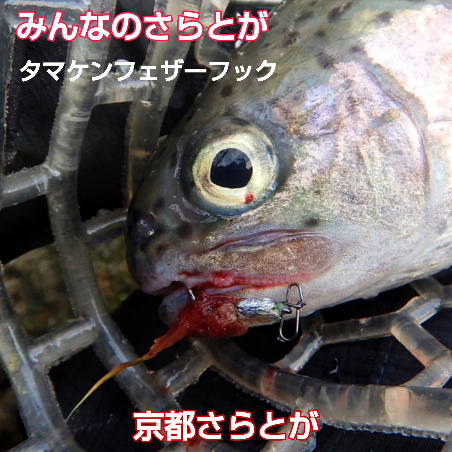 みんなのさらとが12月8日更新