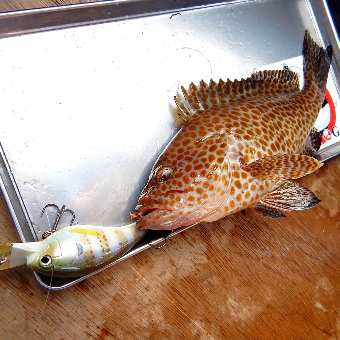 さらとが通信　みんなのさらとが6月14日更新