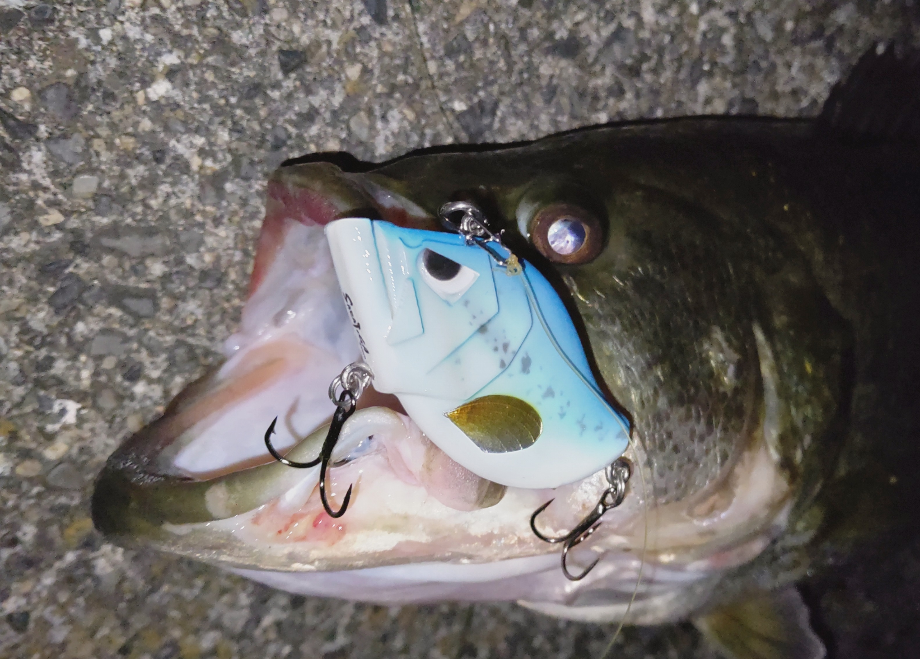 さらとが通信3月4日更新