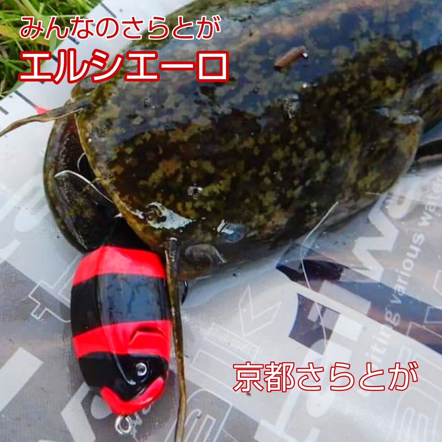 さらとが通信(みんなのさらとが)8月8日更新