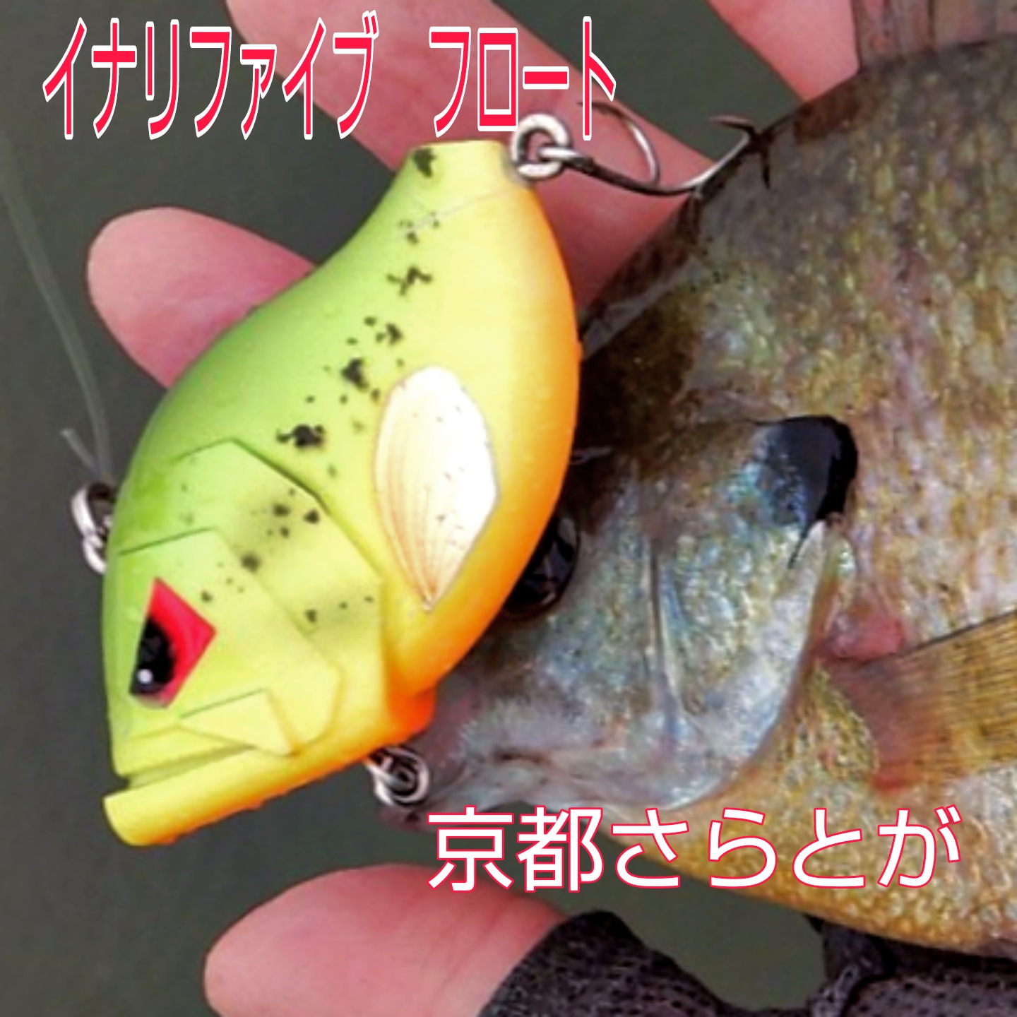 さらとが通信(みんなのさらとが)8月3日更新