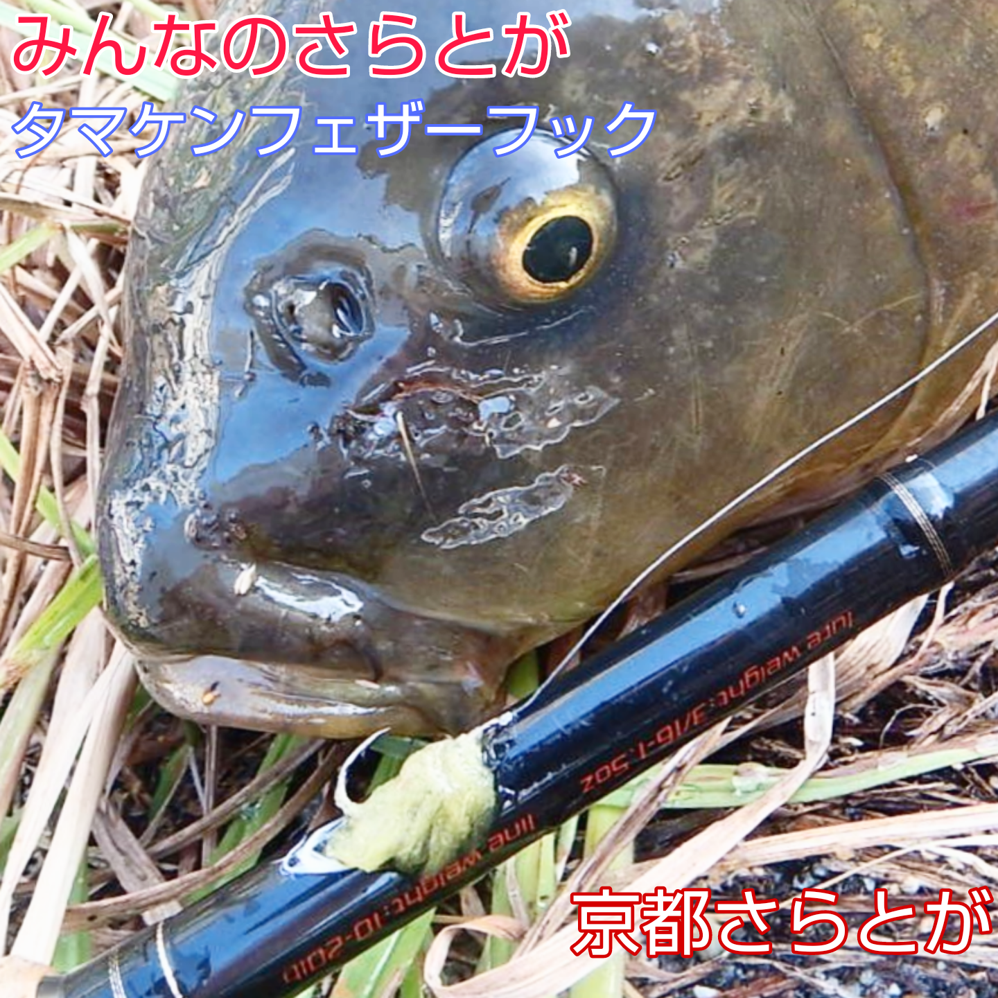 みんなのさらとが10月15日更新