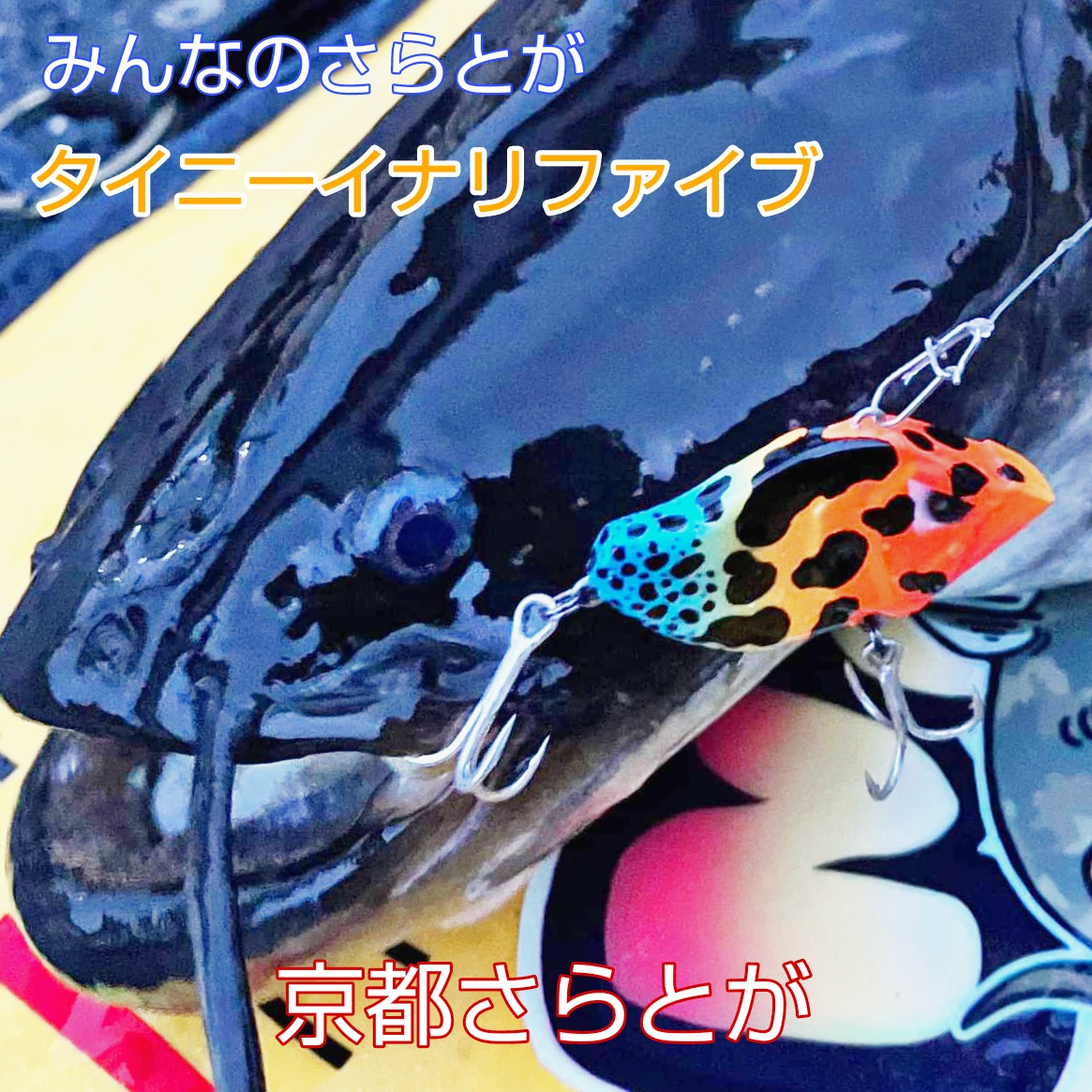 みんなのさらとが6月15日更新