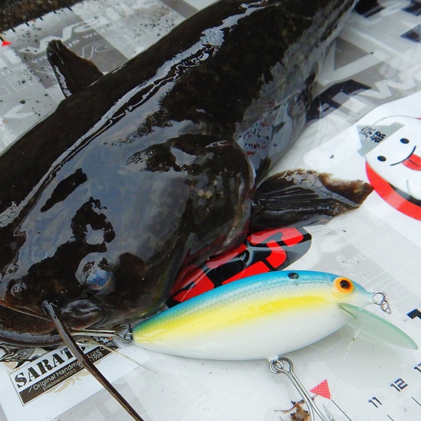 さらとが通信(みんなのさらとが)7月29日更新