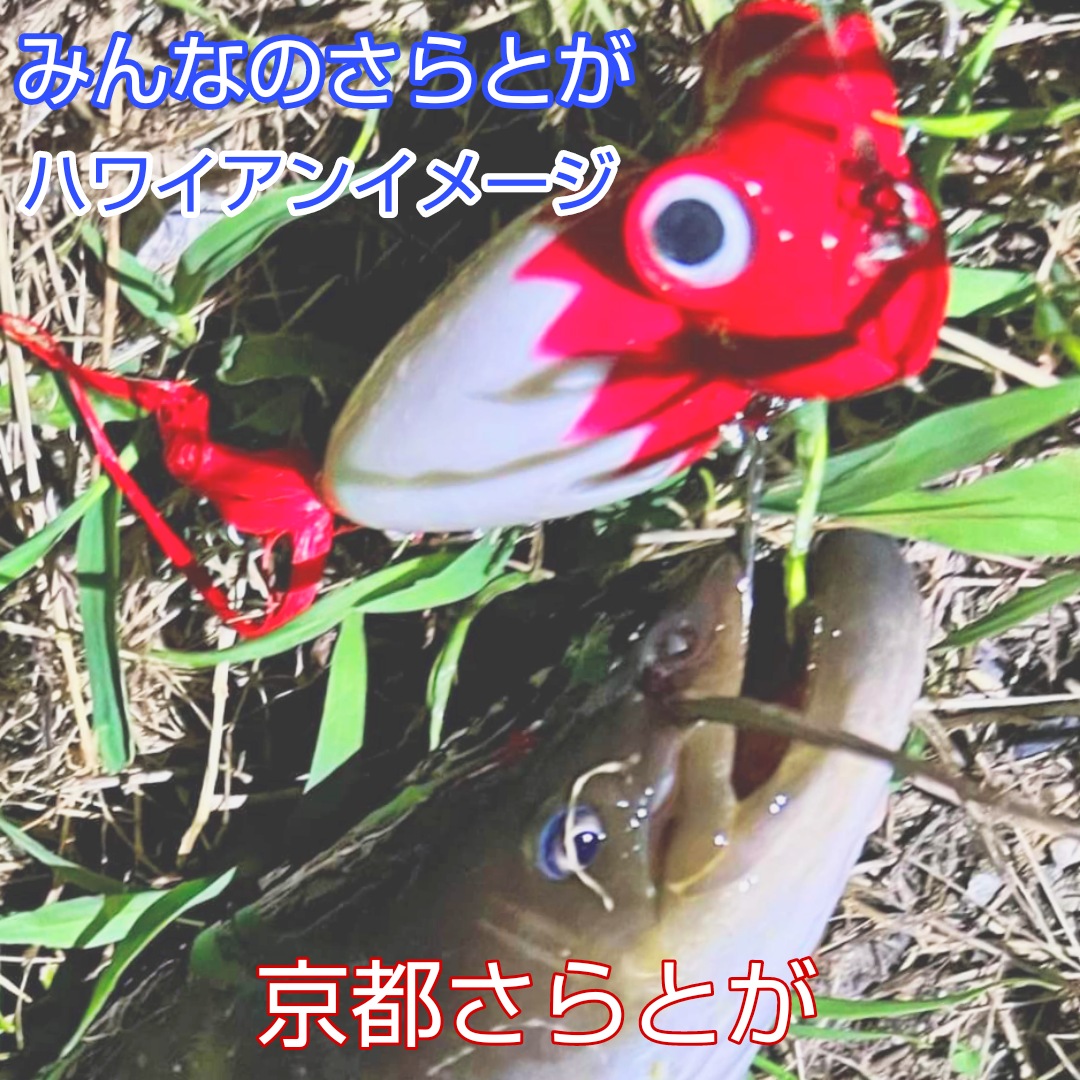 みんなのさらとが6月24日更新