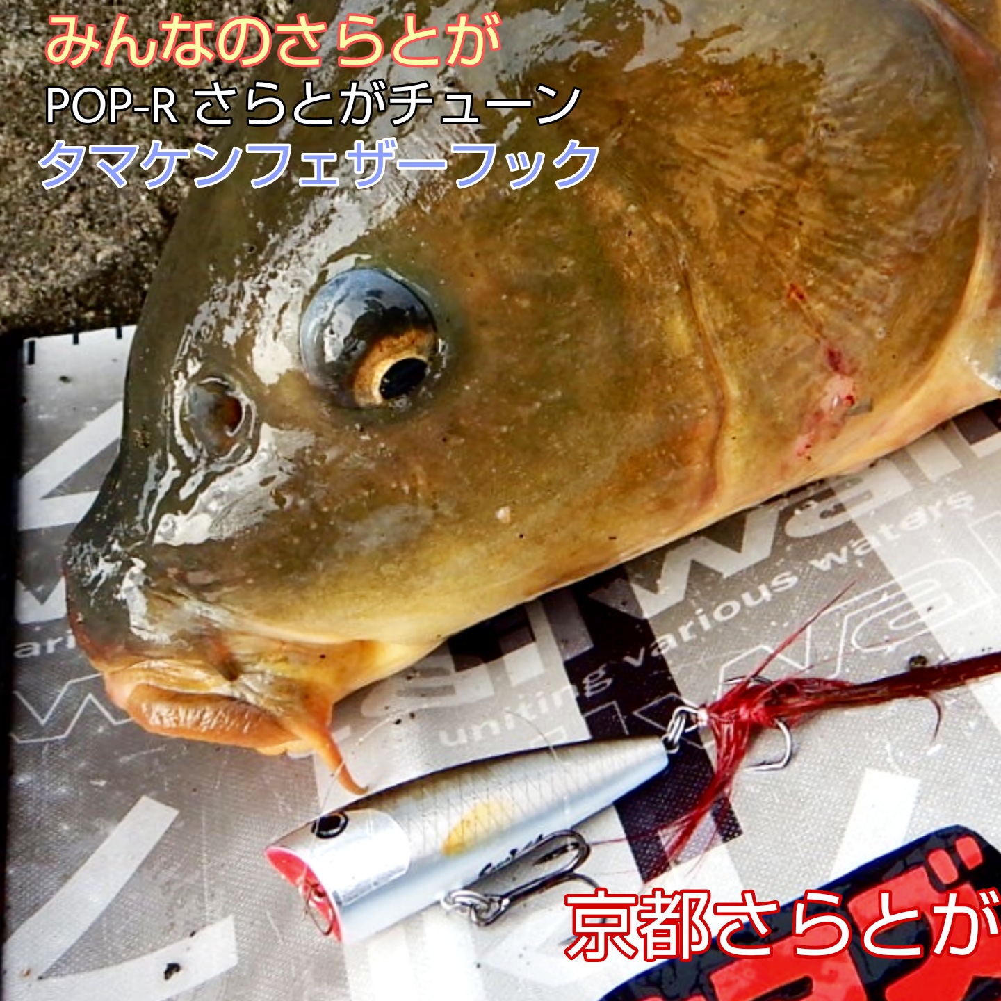 みんなのさらとが10月21日更新