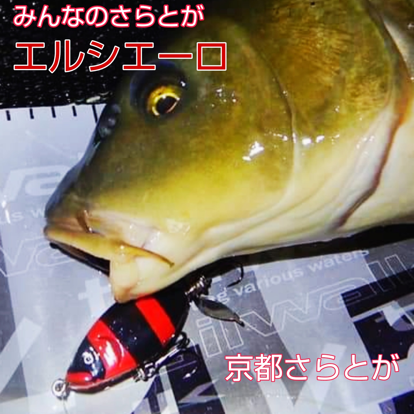 さらとが通信(みんなのさらとが)8月18日更新