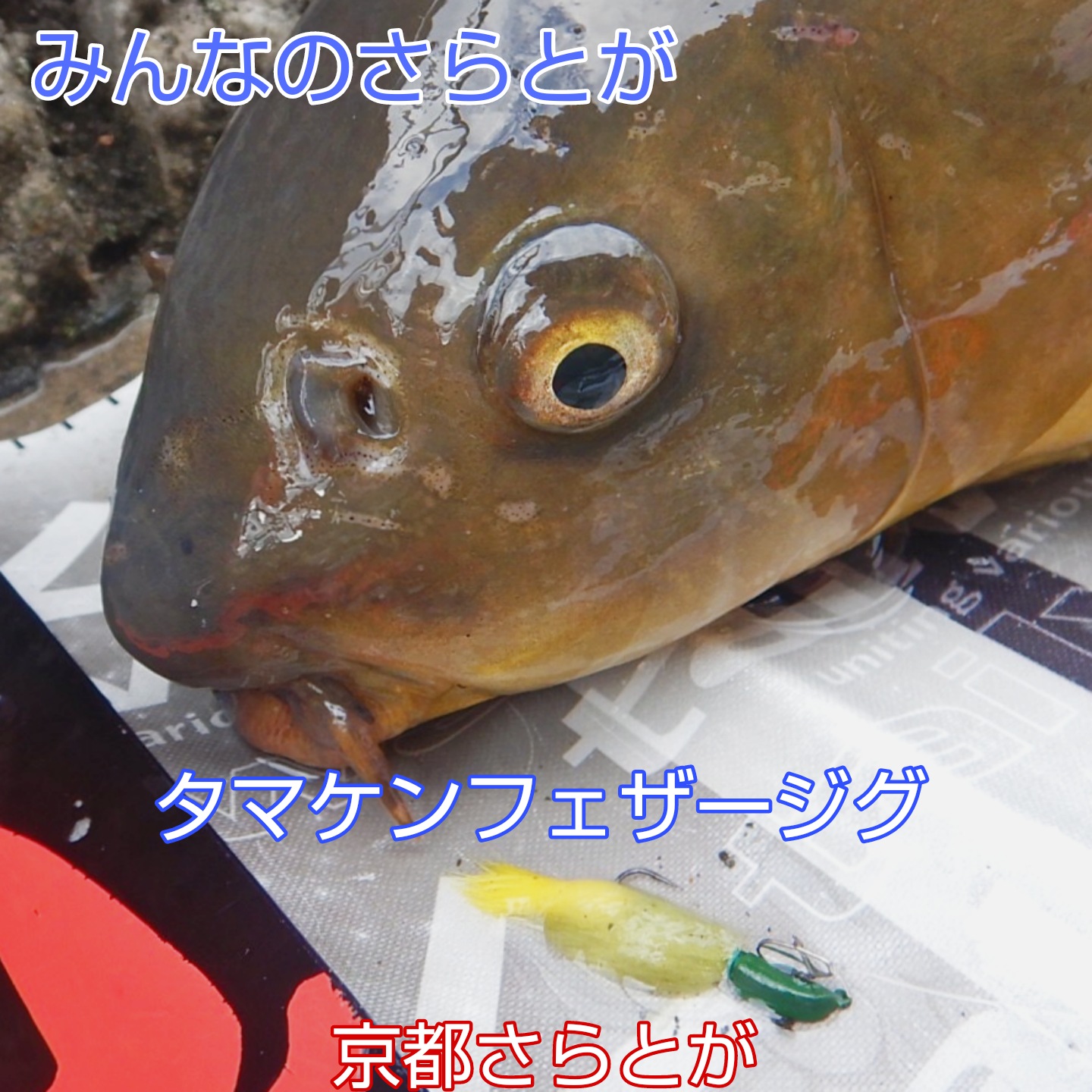 みんなのさらとが1月8日更新