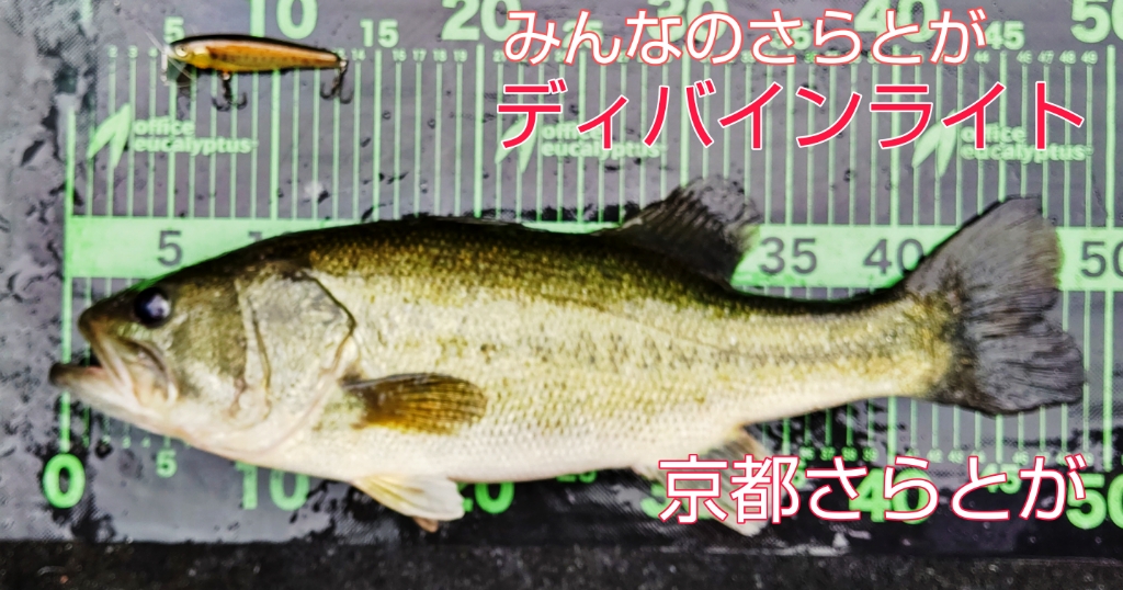 さらとが通信みんなのさらとが)8月12日更新