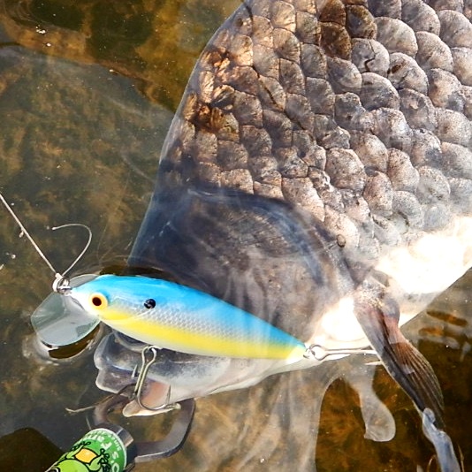 さらとが通信6月5日更新